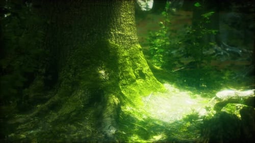 Wilderness Landscape Forest with Trees and Moss on Rocks