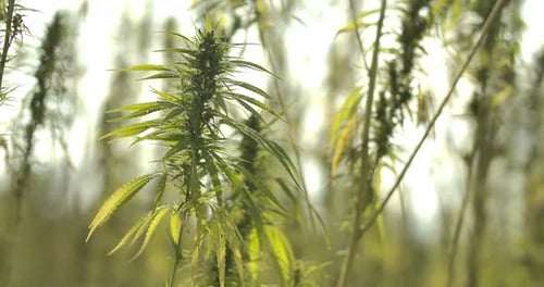Hemp Plants Gently Blowing in Sunny Field