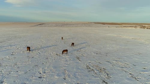 Horses in Winter Field