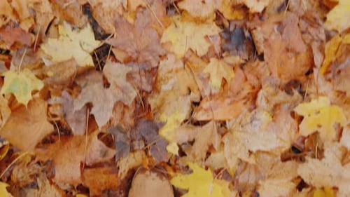 Top View of Female Legs in Boots Walk on Fallen Autumn Leaves