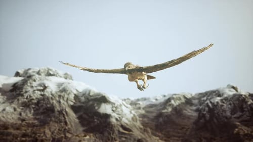 Majestic Eagle Soaring Over Snowy Mountains in Slow Motion