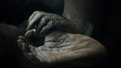 Close-up of a Gorilla's Hands