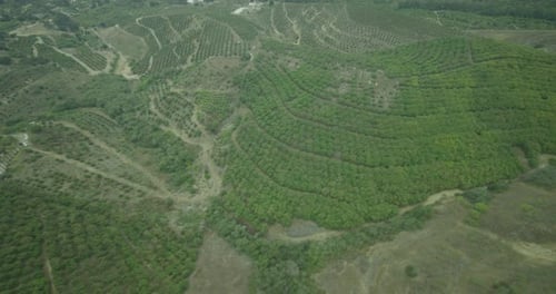 Foggy helicopter aerial shot over green hills, day