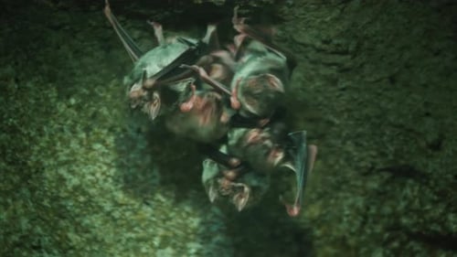 Group of Vampire Bats in a Cave