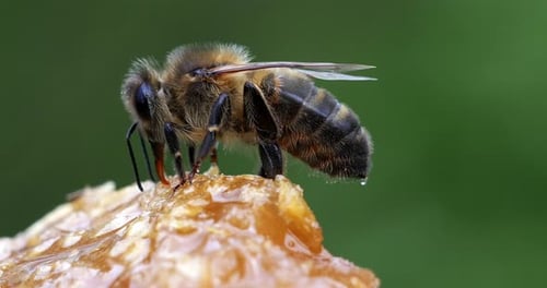 European Honey Bee, apis mellifera, black Bee Licking Honey, Hive in Normandy, Real Time 4K