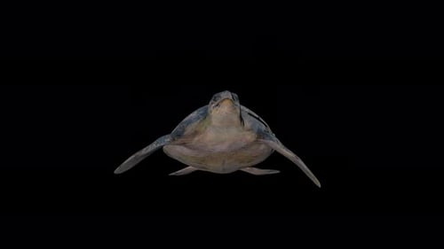 4K Turtle - Caretta Caretta