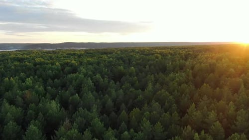 Picturesque Green Dense Forest Tree Tops Lit by Morning Sun