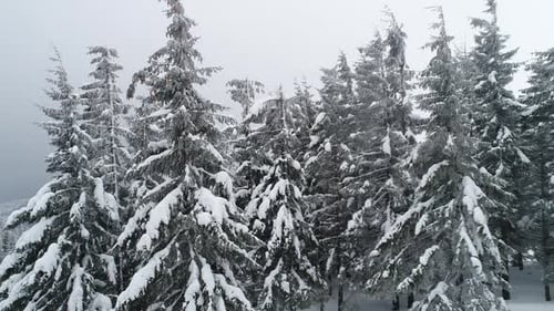 Hermosos abetos de invierno nublados