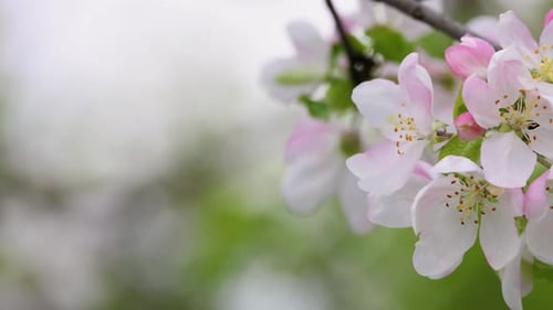 Close up apple tree blossom