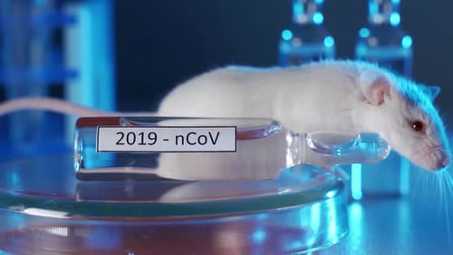 White Rat and Ampule in Laboratory Setting