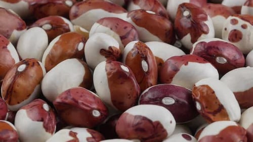 Pile of Raw Beans Close Up