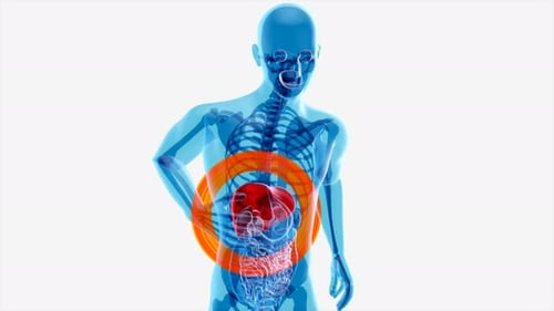 Concept d'anatomie 4K du foie