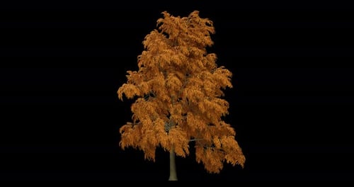 Delonix-Baum