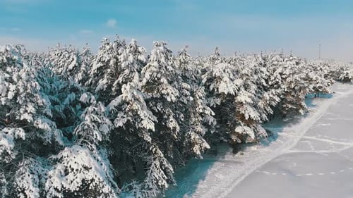 Aerial View on Winter Pine Forest and Snow Path on a Sunny Day