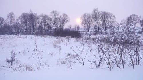 Winter Landscape with Snow-Covered Field and Bare Trees