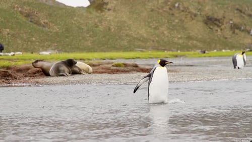 King Penguin Colony on South Georgia