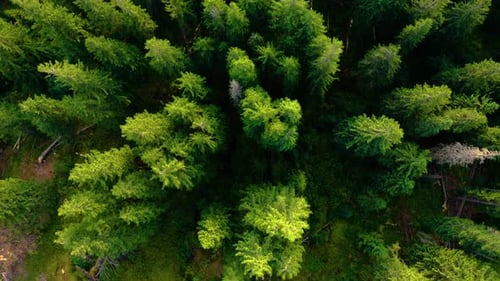 Aerial top view of summer green trees in Forest in rural Europe. Drone Flying over Wild Forest