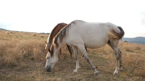 Zwei Pferde grasen auf dem trockenen Rasen 2