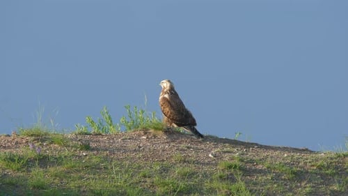 Majestic Hawk Perched on a Grassy Hill