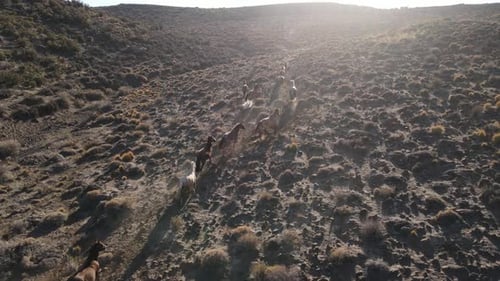 drone tracking of a group of wild horses running down a mountain at sunset.