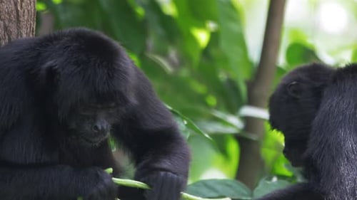 Monkeys Eating Stems and Leaves in Rainforest