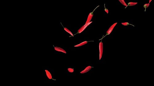 Red Chili Falling With Alpha Channel