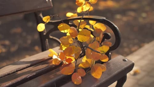 Autumn Leaves on Bench in Golden Light