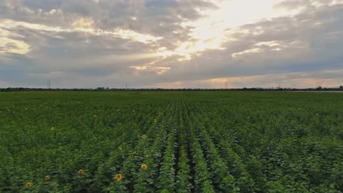 Girasol joven en el campo hermoso al atardecer