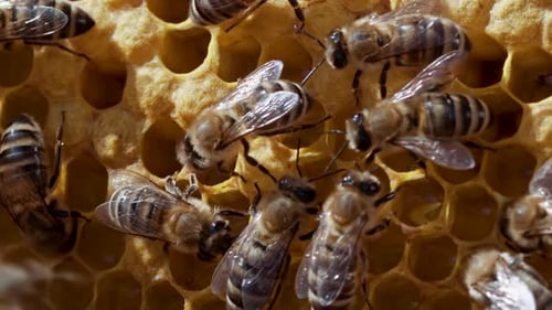 Bienen versiegeln die Wabe im Bienenhaus. Das Leben von Apis Mellifera. Konzept von Honig, Imkerei, Bienenstock