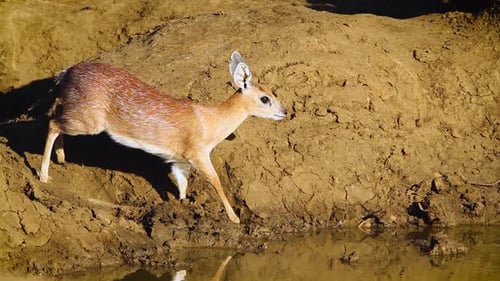Sharpe Grysbok dans le parc national Kruger, Afrique du Sud ; Espèce Raphicerus sharp
