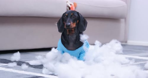 Dachshund Wearing Shirt Surrounded by White Fluff