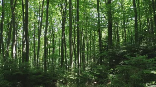 Aerial Forward Crawl Through a Green Deciduous Forest on a Summer Sunny Day