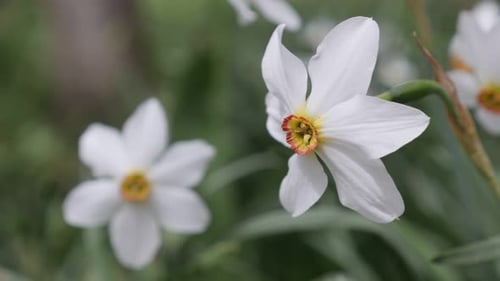 Hermoso Narciso poético en el jardín: imágenes en 4K de primer plano