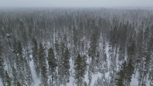 Panorama of Forest Snowcovered Branches of Winter Mountains During Snowfall