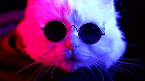 Cool Cat Wearing Sunglasses with Funky Neon Lighting