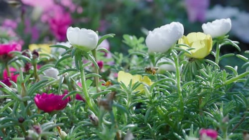 Gros plan d'une abeille volant autour de fleurs de chèvrefeuille