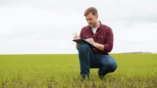 Man Farmer Working in the Field Inspects the Crop Wheat Germ Natural a Farming