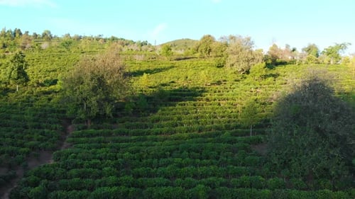Einzigartige Luftaufnahme über Teeplantage auf einem Hügel, Teepflanzen im Reihenmuster