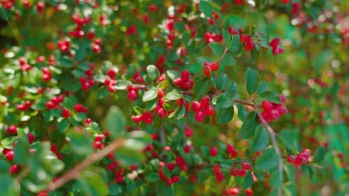 Üppige Zweige bedeckt mit roten Waldbeeren und grünen Blättern