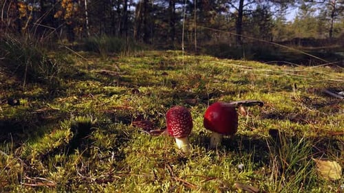 Red Mushrooms Growing on the Forest Floor