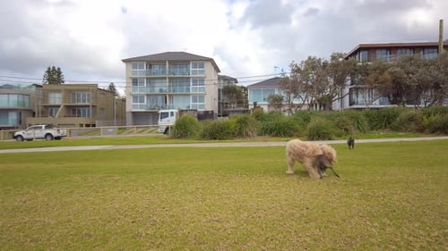 Three dogs are playing on the green grass in the park by the beach. Playful dogs are playing.