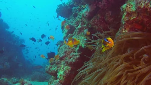 Underwater Reef with Colorful Fish Swimming