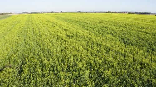 Aerial Drone Shot a Green Field in a Rural Area Drone Ascends