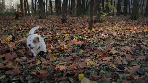 Funny Puppy Jack Russell Terrier Walking in the Autumn Park. Raking Fallen Leaves on the Grass.