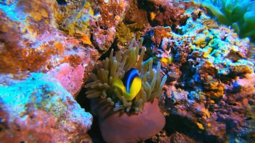 Red Sea Anemone and Clownfish