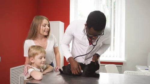 Veterinarian Examines Black Cat with Stethoscope
