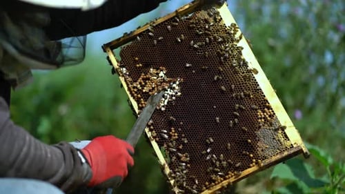 Beekeeper Carefully Scraping Honeycomb with Bees