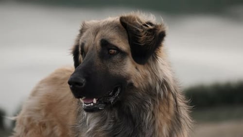 Shaggy Brown Dog Close-Up in Natural Light