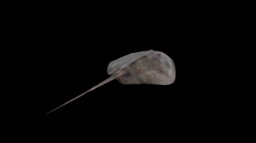 Animated 3D Stingray Swimming Loop on Black Background