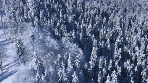 Flight Over a Fabulous Snowcovered Forest on the Slopes of the Mountains